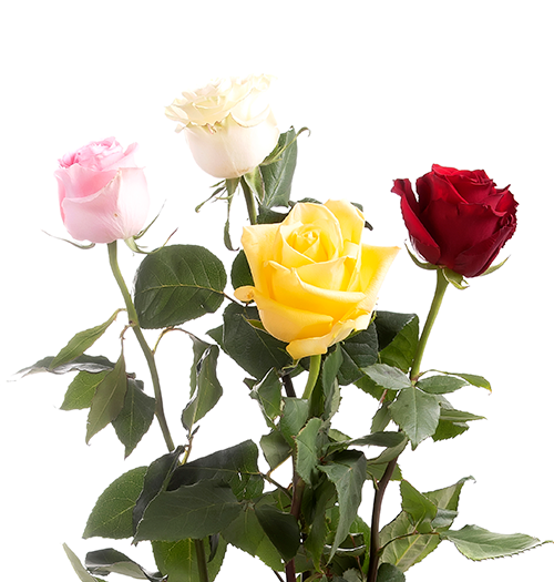 Свежие розы , Доставка цветов Кишинёв